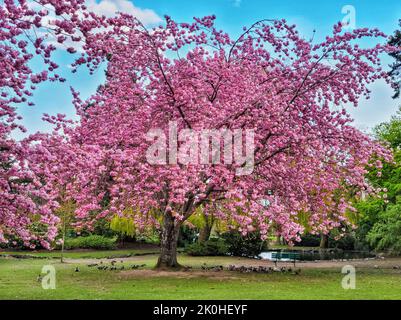 Der Blick auf Enten, die unter dem rosa blühenden Baum am Teich im Park stehen Stockfoto