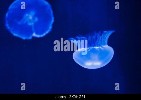 Eine Nahaufnahme einer Qualle im tiefblauen Wasser Stockfoto