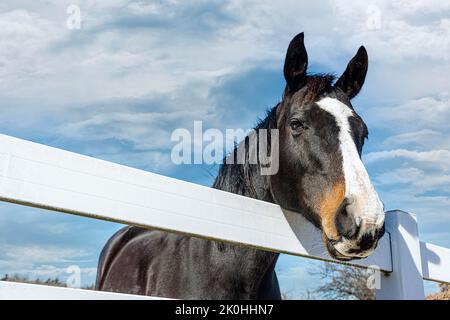 Nahaufnahme eines schwarzen Hauspferdes (Equus ferus caballus) hinter dem Zaun Stockfoto