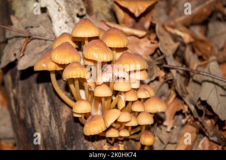 Eine Nahaufnahme einer Pilzfamilie, die auf den Wurzeln eines Baumes sitzt Stockfoto