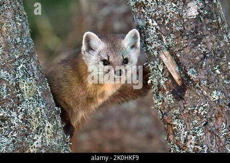 Ein süßer Neufundländer Kiefernmarder auf einem Baum vor einem verschwommenen Hintergrund Stockfoto