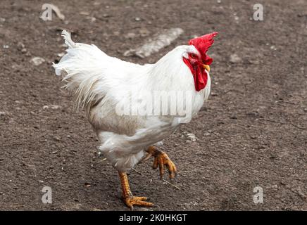 Ein weißer Hahn mit einem roten Wappen, der auf einem Bein steht Stockfoto