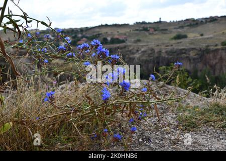 Ein Blick auf die blauen Wildblumen am Rand der Klippe des Ihlara-Tals in Aksaray, Türkei Stockfoto