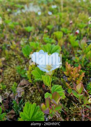 Eine vertikale Nahaufnahme einer Moltebeere (Rubus chamaemorus) Blume im Garten Stockfoto