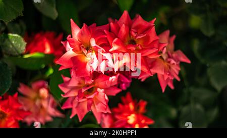 Eine Nahaufnahme von rosa Floribunda-Blumen, die in einem Garten blühen Stockfoto