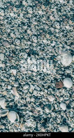 VERTIKALE Nahaufnahme Muscheln am Strand Sand Sommertag. Abstrakte Ozean Hintergrund Muster Sammlung Stockfoto