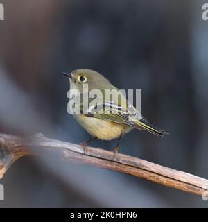 Eine vertikale Nahaufnahme des rubbeulten Königsteines, Corthylio calendula auf dem Ast. Stockfoto