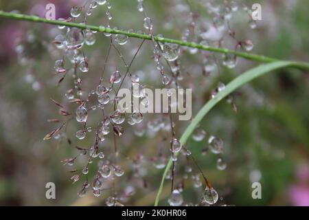 Ein Makro von Regentropfen auf Gras Stockfoto