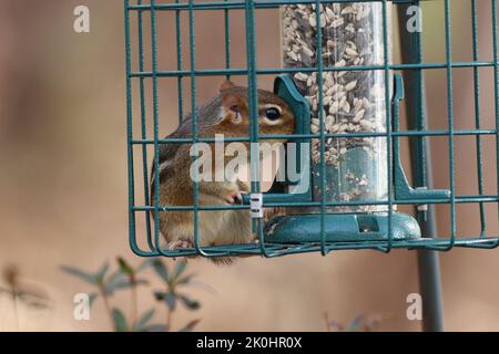 Eine Nahaufnahme eines östlichen Streifenhörnchen, Tamias striatus, der aus einem Vogelfutterhäuschen frisst. Stockfoto