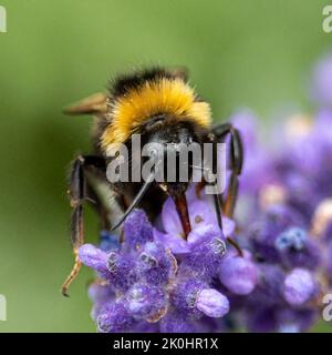 Nahaufnahme einer Hummel auf einer violetten Blume mit verschwommenem Hintergrund Stockfoto