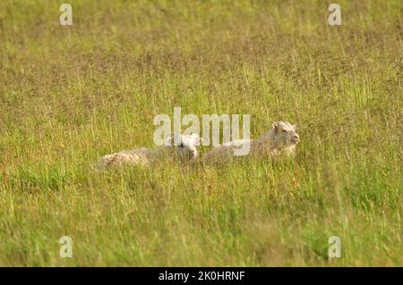 Zwei kleine isländische Lämmer grasen auf einer hohen Wiese, einer Landschaft in Island Stockfoto