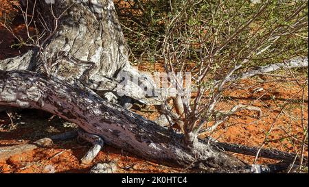 Neue Triebe sprießen aus der Wurzel eines alten, verwitterten Baumes. Stockfoto