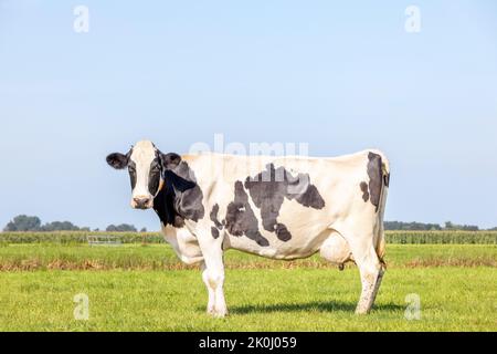 Gesunde Kuh, die auf grünem Gras auf einem Feld, Weide und einem blauen Himmel steht, Euterseite Stockfoto