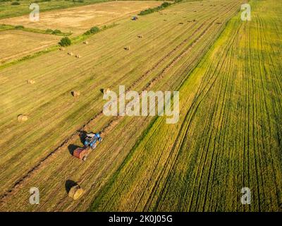 Luftdrohnenaufnahme des blauen Traktors Sammeln und Rollen Heu nach der Ernte in der Landwirtschaft an sonnigen Sommertag auf Ackerland abgelegt Stockfoto