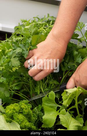 Nahaufnahme einer weiblichen Hand schneiden Salat in einem erhöhten Gartenbett Stockfoto