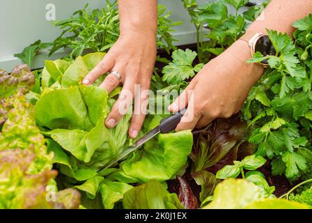 Nahaufnahme einer weiblichen Hand schneiden Salat in einem erhöhten Gartenbett Stockfoto