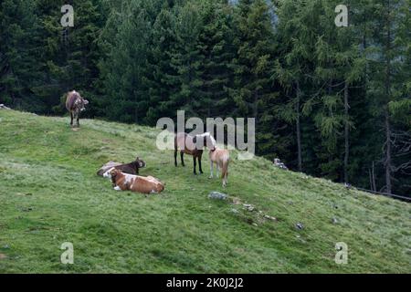 Kühe und Pferde grasen frei auf einer Lichtung am Waldrand auf 2000 Metern Höhe. In der Nähe einer alm, Eisacktal, Trentino Alt Stockfoto