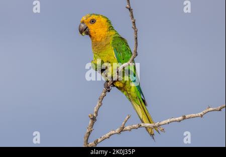 Ein entzückender Braunkehlsittich, der auf einem Baumzweig auf blauem Himmel thront Stockfoto