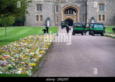 Windsor, Großbritannien. 12.. September 2022. Gärtner vom Crown Estate legen die von den Menschen zurückgebliebenen Blumenbeulungen auf die Rasenflächen im Gelände des Windsor Castle am Cambridge Gate. Quelle: Maureen McLean/Alamy Live News Stockfoto