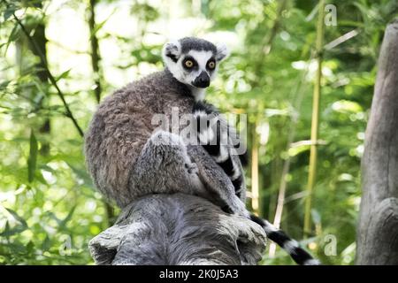 Ringschwanz-Lemur auf einem Baum sitzend Stockfoto