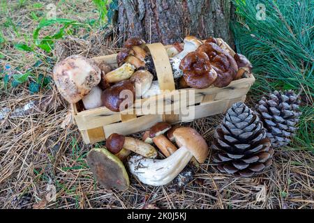 frische Pilze in einem Korb Stockfoto