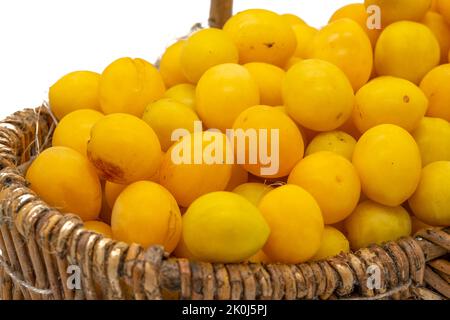 Spillingen Pflaumen ernten in einem Korb Stockfoto