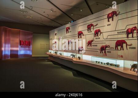 Grafische Darstellung der Elefantenfamilie. „Mamut“-Ausstellung im CaixaForum über Mammuts, die Riesen der Eiszeit, Zaragoza, Spanien. Stockfoto