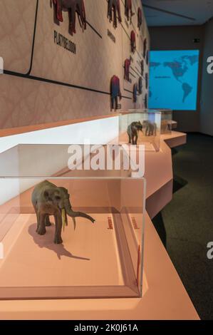 Grafische Darstellung der Elefantenfamilie. „Mamut“-Ausstellung im CaixaForum über Mammuts, die Riesen der Eiszeit, Zaragoza, Spanien. Stockfoto