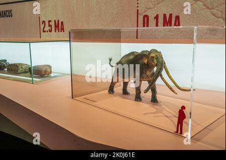 Grafische Darstellung der Elefantenfamilie. „Mamut“-Ausstellung im CaixaForum über Mammuts, die Riesen der Eiszeit, Zaragoza, Spanien. Stockfoto