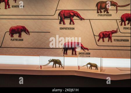 Grafische Darstellung der Elefantenfamilie. „Mamut“-Ausstellung im CaixaForum über Mammuts, die Riesen der Eiszeit, Zaragoza, Spanien. Stockfoto