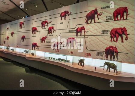 Grafische Darstellung der Elefantenfamilie. „Mamut“-Ausstellung im CaixaForum über Mammuts, die Riesen der Eiszeit, Zaragoza, Spanien. Stockfoto