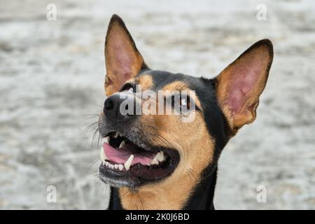 Streunende Köter gerettet Thai Hund nach weichen grauen Hintergrund spielen müde ruhen Stockfoto