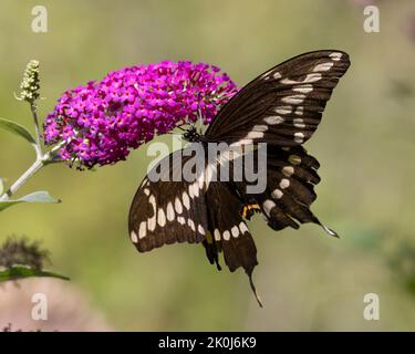 Der größte Schmetterling Nordamerikas, ein Riesenschwanzschneckenschwanz, nektars auf Schmetterlingsbusch - Grand Bend, Ontario, Kanada. Stockfoto