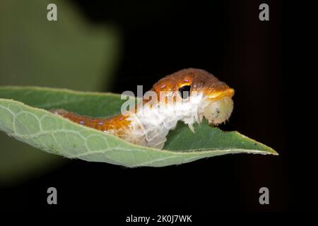 Spicebush Butterfly Larva (Papilio troilus), die sich auf einem Spicebush Blatt ernährt - Grand Bend, Ontario, Kanada Stockfoto