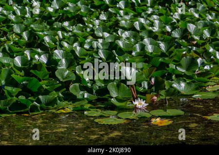 Dickicht blühender nymphaea, nymphaea, auf einem Teich in einem gepflegten Garten Stockfoto