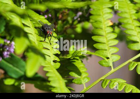 Fleisch fliegt auf einem grünen Blatt mit Licht und Schatten. Haarige Beine in schwarz und grau. Insektenfütterung. Makroaufnahme einer Fliege Stockfoto