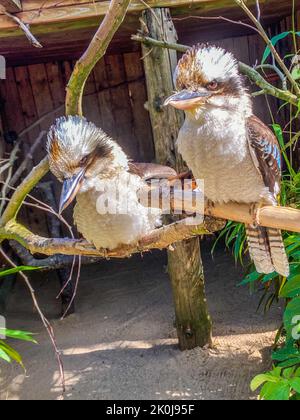 Eine vertikale Aufnahme von zwei Kookaburra-Vögeln, die auf einem Ast thront Stockfoto