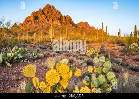 Ragged Top Mountain, stachelige Birnen, saguaro Wald, bei Sonnenaufgang, Silver Bell Mountains, Sonoran Desert, Ironwood Forest National Monument, Arizona, USA Stockfoto