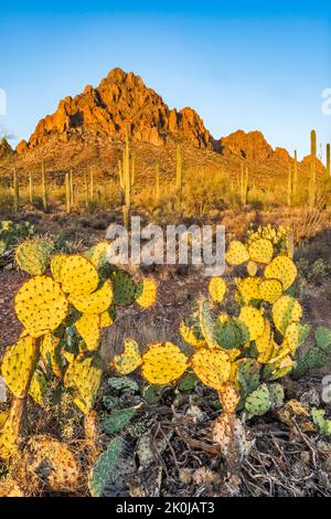 Ragged Top Mountain, stachelige Birnen, saguaro Wald, bei Sonnenaufgang, Silver Bell Mountains, Sonoran Desert, Ironwood Forest National Monument, Arizona, USA Stockfoto