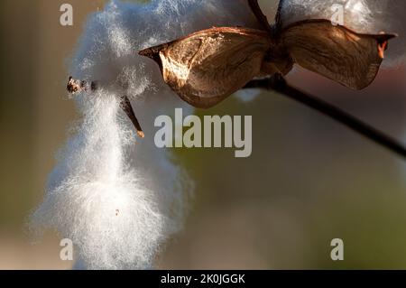 Baumwolle wartet auf die Ernte im Baumwollfeld Stockfoto