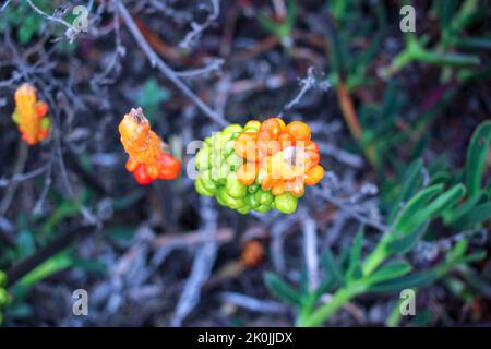 Schönes Arum palaestinum, das sich auf unserem Weg in der Nähe des kantabrischen Meeres befindet Stockfoto