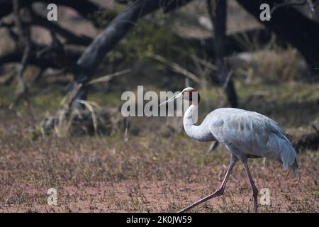 Ein isolierter Sarus Crane (Grus antigone) ist ein nicht wandernder Vogel, der im Keoladeo Nationalpark oder bharatpur aufgenommen wurde Stockfoto