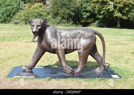 Born Free Forever Bronze Lion Sculpture at the Downs in Bristol, England (2022) Stockfoto