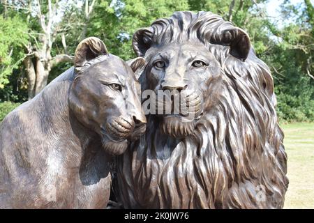 Born Free Forever Bronze Lion Sculptures at the Downs in Bristol Stockfoto