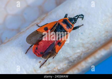 Scantius aegyptius, mediterraner roter Bug Stockfoto