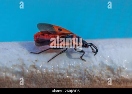 Scantius aegyptius, mediterraner roter Bug Stockfoto