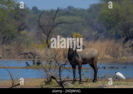 Männchen Nilgai oder Bluebuck oder blaue Kuh im Bharatput Nationalpark Stockfoto