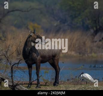 Männchen Nilgai oder Bluebuck oder blaue Kuh im Bharatput Nationalpark Stockfoto