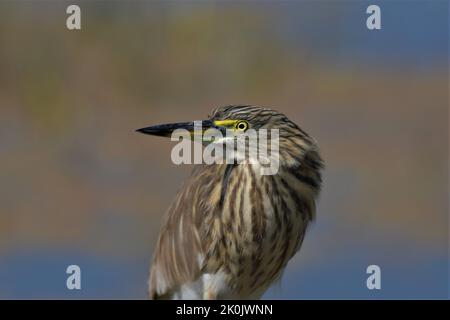 Indische Teich Reiher oder grünen Reiher Porträt in Bharatpur Vogelschutzgebiet Rajasthan aufgenommen Stockfoto