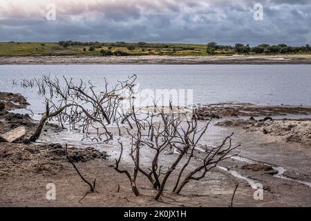 Dürrezustände und rückläufige Wasserstände setzen die Überreste von skelettartigen toten Bäumen im Colliford Lake Reservoir auf Bodmin Moor in Cornwall im aus Stockfoto